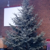 Baum 2011 065.JPG