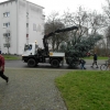 Baum 2011 037.JPG
