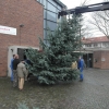 Baum 2011 042.JPG