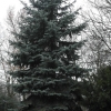 Baum 2011 001.JPG