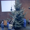 Baum 2011 058.JPG